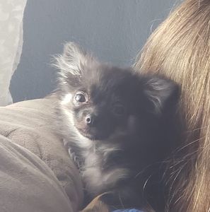 Meet your Posher, Ann